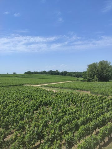 Découvrez l'excellence des grands crus de Saint-Émilion avec U'wine au Château Fleur Cardinale.